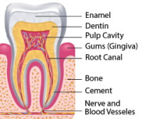 What You Need to Know Probiotic Combats Gum Disease
