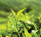 Zielona herbata - doniesienia czasopisma The Lancet o niezmiernie pozytywnych danych