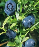 Why Pine Bark and Bilberry Extracts