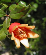 Pomegranate Flower Extract: Preventing Metabolic Syndrome