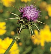 The Potent Liver-Protection Effects of Milk Thistle Extract