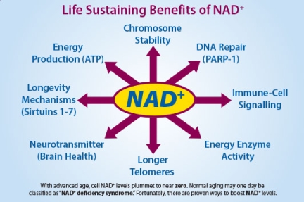 NAD+ and Longevity