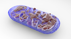 Zastępowanie starych mitochondriów i poprawa funkcji mitochondrialnych