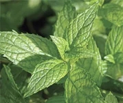 Lemon balm - Natural Stress and Anxiety Relief
