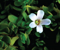 Bacopa Monnieri verbessert das Lernen