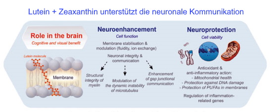 Nährstoffe zur Aufladung der Gehirnfunktion