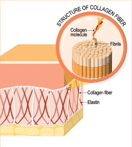 Czym jest kolagen?