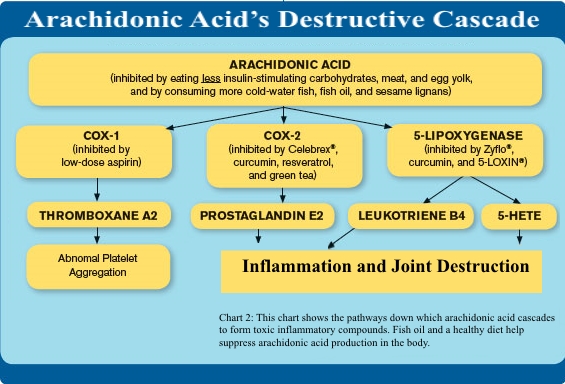 Arachidonic Acid’s Destructive Cascade