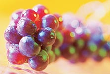 Nasiona winogron przeciwdziałają starzeniu komórek mózgowych
