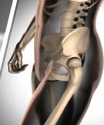 L'ostéoporose. L'importance de la santé osseuse
