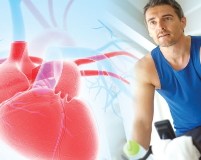 Carnosin - kardiovaskuläre Gesundheitsvorteile