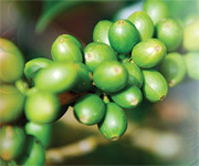 L'extrait de café vert améliore le contrôle du glucose